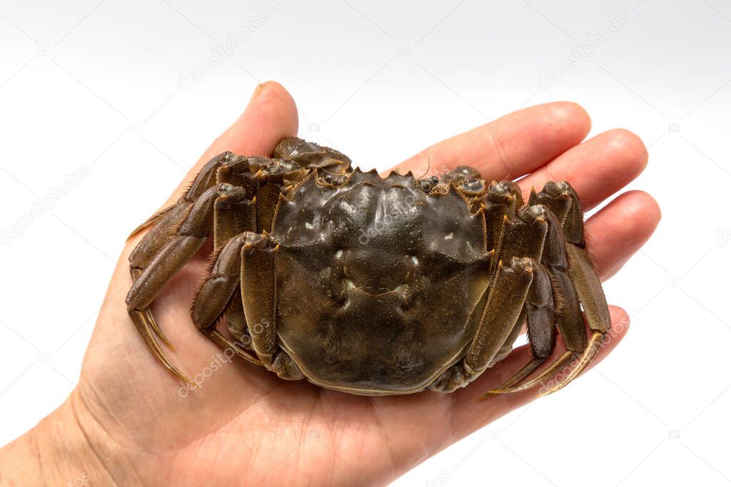 Big crab on white background