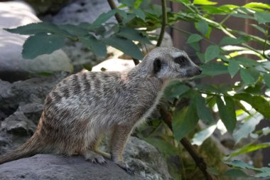 Meerkat, canlı yeşil yapraklarla çevrili bir kayanın üzerinde poz veriyor. Güneş ışığı alan bir ortam. Meraklı doğasını doğal bir ortamda gösteriyor..
