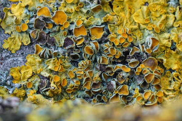 Yıpranmış bir yüzey üzerinde gelişen parlak sarı ve kahverengi liken kolonilerinin detaylı görüntüleri doğanın karmaşık desenlerini ve dokusal çeşitliliğini vurguluyor. Odaklanma keskindir.