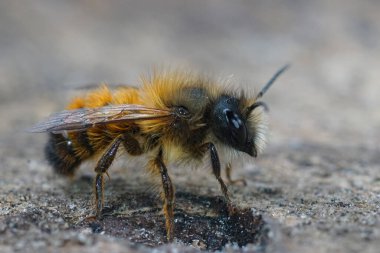 Avrupa 'daki tüylü erkek Kırmızı Mason arı Osmia Rufa' nın detaylı görüntüsü.