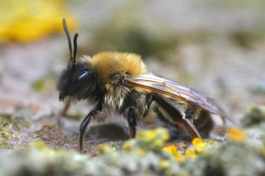 Bulanık arkaplanlı dokulu bir yüzeyde Nycthemeral maden arısının yakın plan görüntüsü.