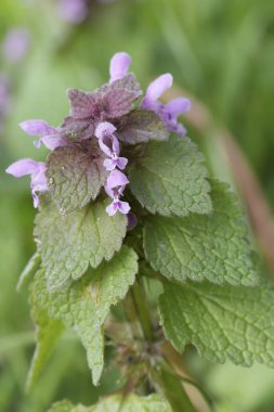 Mor, yeşil yapraklı, mor çiçekli, ölü ısırgan otu yakın plan..
