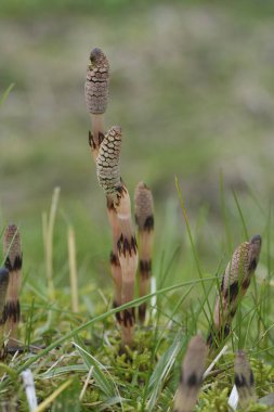Çimenli bir alanda, yerden çıkan at kuyruklu bitkilerin yakın çekimi..