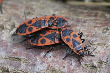 Bir ağaç kabuğunda bir grup kundakçı görülüyor. Böceklerin çarpıcı kara lekeli parlak kırmızı vücutları var. Kabuk kaba bir dokuya sahiptir...