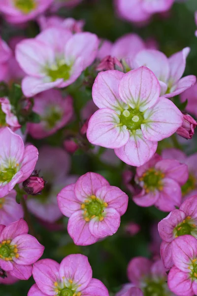 Bu yakın plan, çarpıcı yeşil merkezleriyle canlı pembe saksafraga çiçeklerini yakalar. Resim, yeşil yaprakların arka planına karşı yaprakların hassas detaylarını ve dokusunu gösteriyor..
