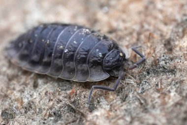 Yıpranmış bir yüzeyde dinlenen bir hap böceğinin detaylı ve yakın çekimi. Böceğin segmentli vücudu ve küçük bacakları kabataslak bir zemin üzerine kurulmuş durumda..