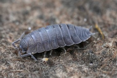 Bu görüntü, segmentli dış iskeleti ve bir topa dönüşme yeteneği ile tanınan, pürüzlü, dokulu yüzeyde detaylı bir şekilde gezinen gri bir hap böceğini gösteriyor..