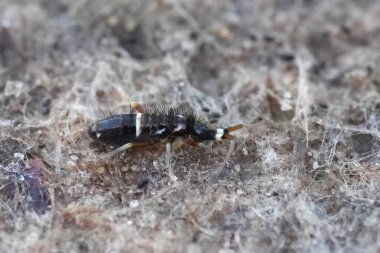 Bu yakın plan, belirgin kılları ve belirgin beyaz işaretleri olan küçük, segmentli bir Orchesella yay kuyruğu yakalar. Sert, dokulu bir yüzey üzerinde sürünür, muhtemelen toprak ya da taş üzerinde..