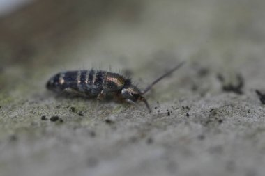 Bir yay kuyruğunun detaylı bir yakın çekimi çizgili eşsiz gövdesini içerir. Küçük toprak parçacıkları ve döküntülerle desenli beton bir yüzeyde sürünüyor..