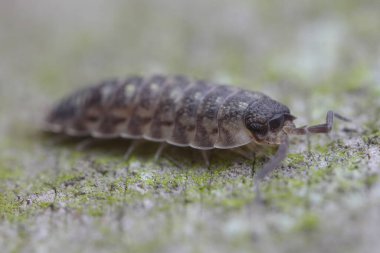 Yakın plan çekimde siyah başlı bir Porcellio spinicornis böcek yosun kaplı bir yüzeyde yakalanır. Parçalanmış bedeni, doğal yaşam alanı ve kamuflaj adaptasyonuna işaret eden sessiz gri renktedir..
