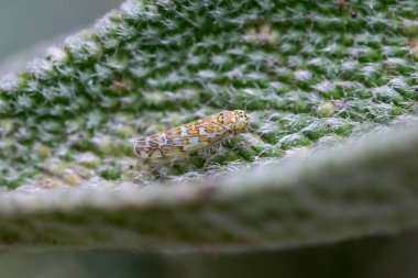 Damalı bir yaprak zıpzıp desenli, yeşilimsi gri bir yaprağın üzerinde durur. Böcek, gövdesi boyunca dikdörtgen şeklinde bir şekil sergiliyor. Yeşillik içinde doğal bir kamuflaj oluşturuyor..