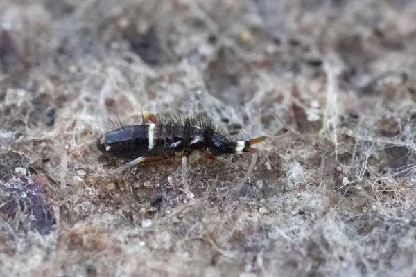 Bu yakın plan, belirgin kılları ve belirgin beyaz işaretleri olan küçük, segmentli bir Orchesella yay kuyruğu yakalar. Sert, dokulu bir yüzey üzerinde sürünür, muhtemelen toprak ya da taş üzerinde..