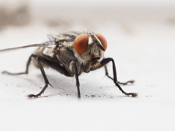 Uma Imagem Perto Uma Casa Recém Eclodida Voa Musca Domestica — Fotografia de Stock