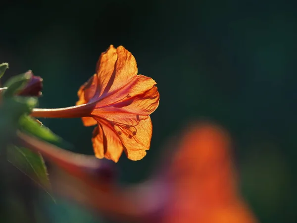 Marvel Peru Plant Mirabilis Jalapa Sunset Flower — Stock Photo, Image