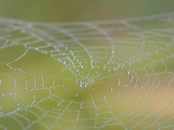 Spider Web Morning Fog — Stock Photo, Image