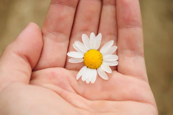 Piccolo Fiore Camomilla Bianca Nel Palmo Vicino — Foto Stock