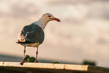 Büyük gri martı kırmızı gagası ile yaprak marul çaldı ve ayakta ahşap tahta üzerinde yemek.