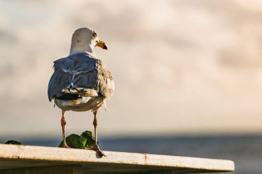 Bir yaprak marul, büyük gri odaklı martı tetikte olduğunu.