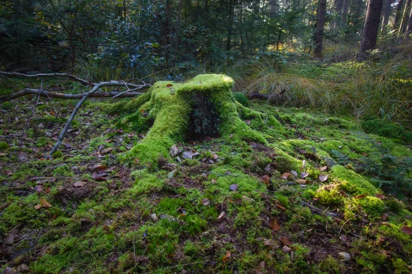 Landschap Met Prachtige Stomp Natuur Seizoen Karakteristiek — Stockfoto