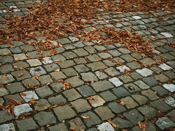 Hoge Hoekmening Van Gekleurde Gevallen Bladeren Voetpad Lege Ruimte Voor — Stockfoto