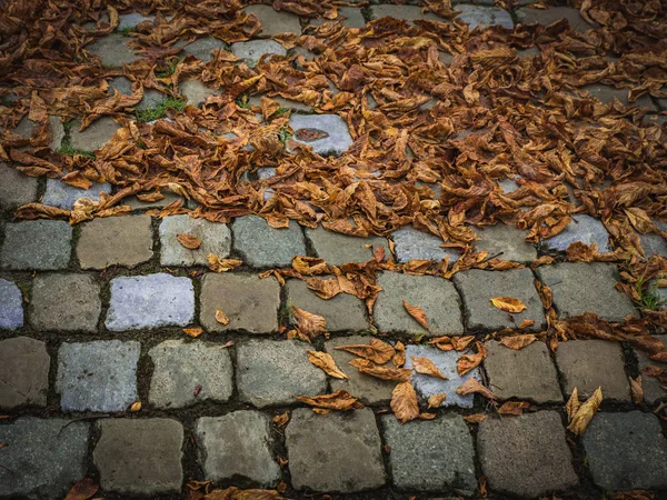 Hoge Hoekmening Van Gekleurde Gevallen Bladeren Voetpad Ruimte Voor Tekst — Stockfoto