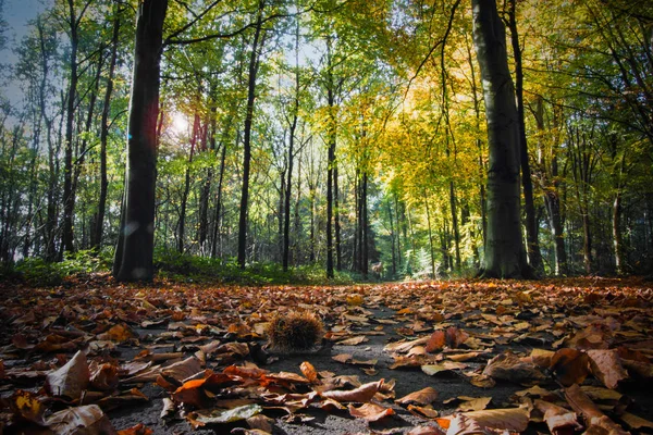 Landscape Autumn View Way Park Netherlands Europe Travel Season Characteristic — Stock Photo, Image