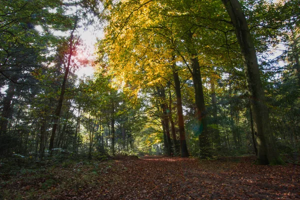 Landscape Autumn Nature View Park Netherlands Europe Travel Season Characteristic — Stock Photo, Image