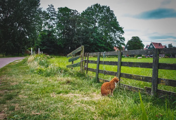 Uważny Red Hairig Kot Siedzi Dalej Drewniane Obrony Zielonej Trawie — Zdjęcie stockowe