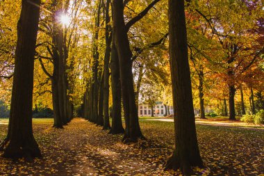 Sonbahar sokakta düşen sarı ve turuncu yapraklar ile mayınları. Sonbahar yolunda park bakış açısı. Sarı ıhlamur ve akçaağaç yaprakları ve güneş ışığı. Oosterhout, Hollanda