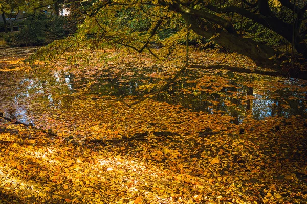Fragment Gorgeous Autumn Foliage Park Landscape Pond Leaves Maple Oak — Stock Photo, Image