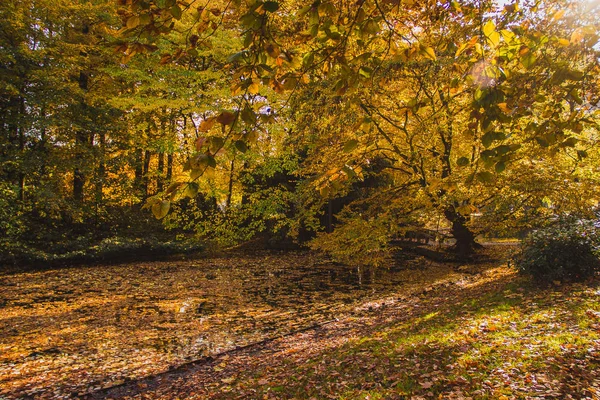 Görüntü Muhteşem Sonbahar Yaprakları Park Yatay Gölet Akçaağaç Meşe Ihlamur — Stok fotoğraf