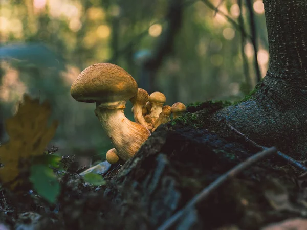 Ομάδα Όμορφη Χαριτωμένο Μανιτάρια Αναπτύσσονται Στο Δάσος Φθινόπωρο Μια Προβολή — Φωτογραφία Αρχείου