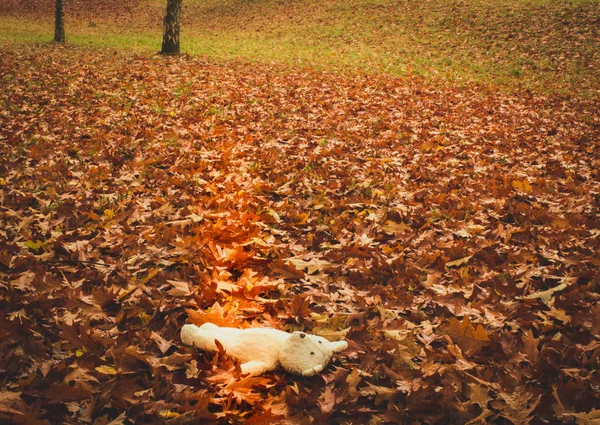 Miś Zabawka Leży Ziemi Między Żółty Autumn Odchodzi Jesienny Park — Zdjęcie stockowe