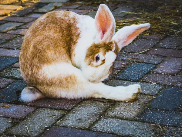 Cute bunny, rabbit on animal farm, close-up - Image