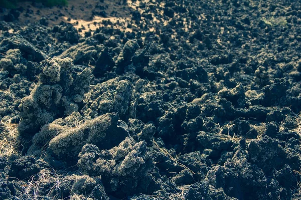 熱帯の火山カナリア諸島スペイン 植物と火山の溶岩 — ストック写真