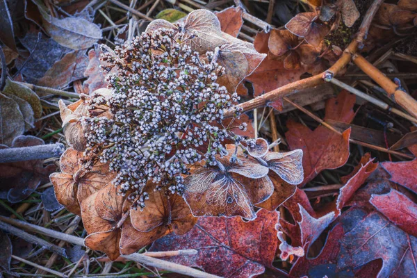 Mooi Droog Hortensia Alle Bedekt Met Witte Rijm Closups — Stockfoto