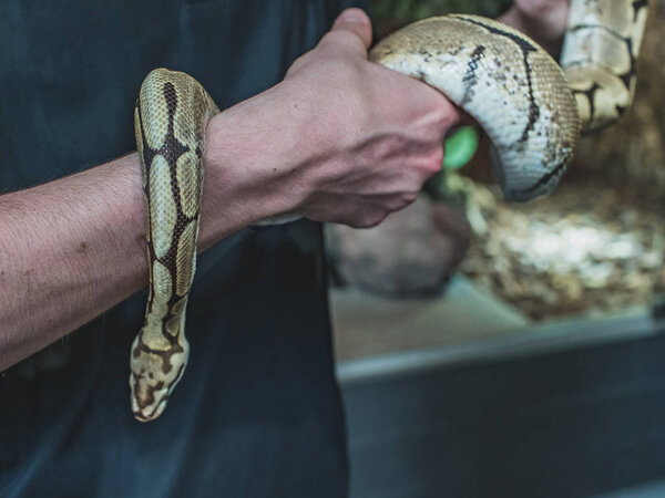 Babe Hacke, Bumble Bee Ball Python
