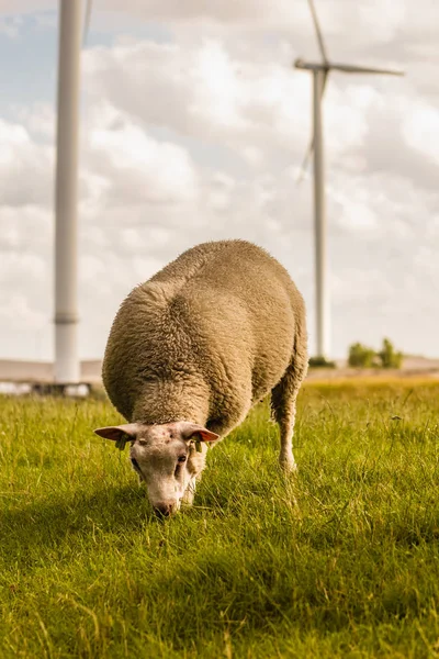 Imagen de una oveja en el paisaje holandés con molino de viento. Ecología , — Foto de Stock