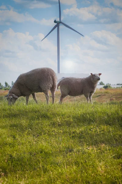 Två sheeps på det holländska landskapet med väderkvarn — Stockfoto