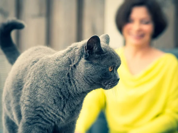 Kıdemli Ingiliz shorthair kedi mavi