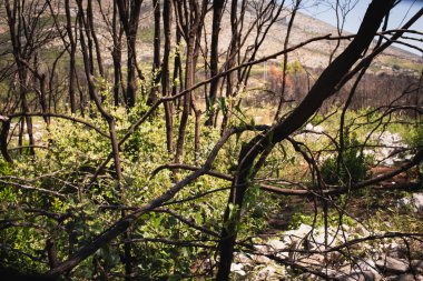 Beş yıl sonra, Peljesac'taki yangından sonra ölü bir orman geliyor.