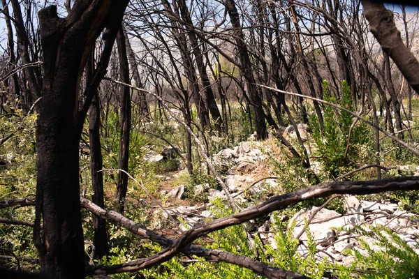 Peljesac, Trstenik, Hırvatistan'da yangın — Stok fotoğraf