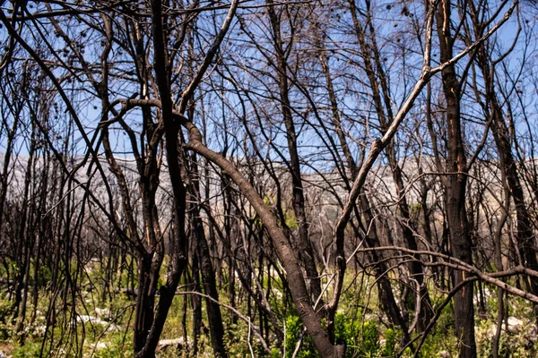 Yangından sonra kuru ağaç dalları.