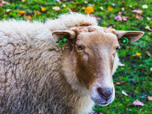 Pet White Sheep Close Front View — Stock Photo, Image