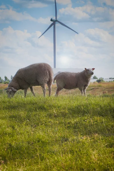 Nederländerna Landskap Med Två Får Och Väderkvarn Brabant — Stockfoto