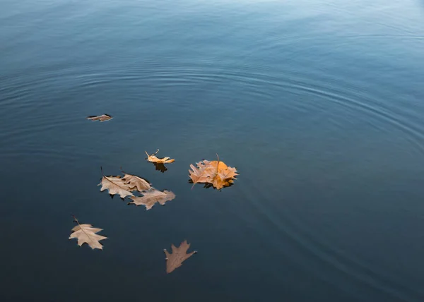 가을이 떨어진다 웅덩이나 경치좋은 공원에 호수의 위에는 말라버린 상수리나무 잎들이 — 스톡 사진