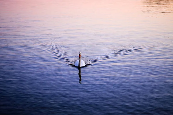 Cygne Blanc Nageant Sur Lac Coucher Soleil — Photo