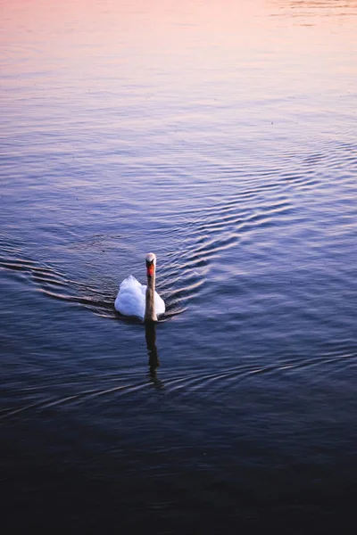 Cisne Blanco Nadando Lago Atardecer —  Fotos de Stock