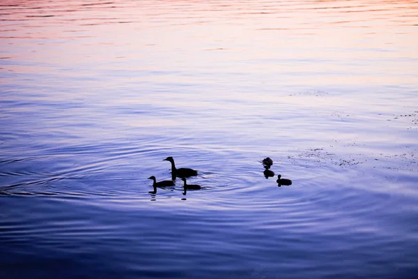Silhouettes Canards Sur Lac Avec Belles Reflets Eau Coucher Soleil — Photo