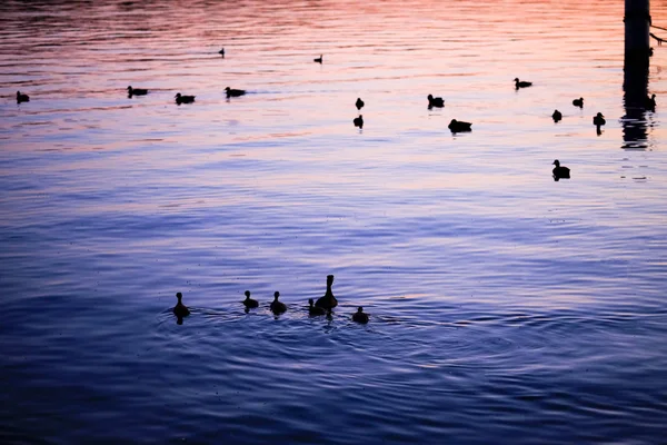 Silhouettes Canards Sur Lac Avec Belles Reflets Eau Coucher Soleil — Photo